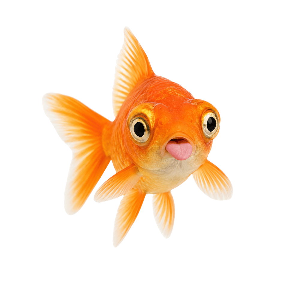 Fishes