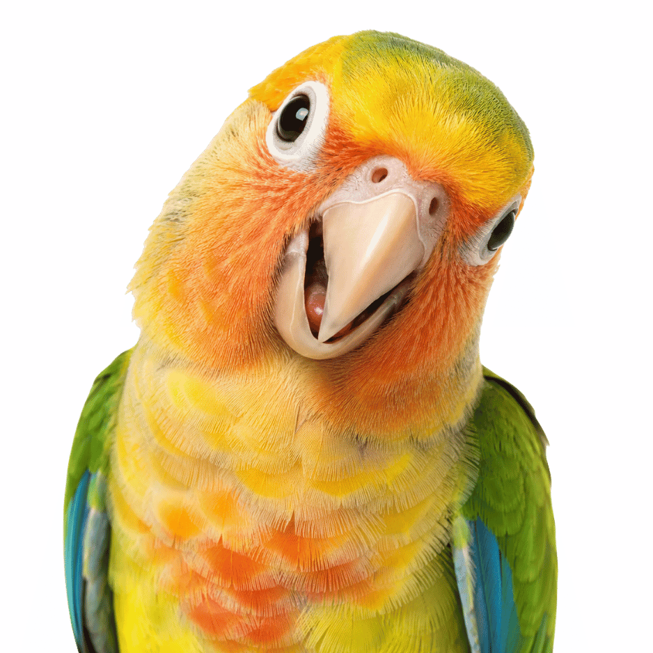 Birds